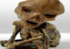 fosil-extraterrestre-puerto-rico