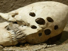 craneos-especies-humanas-extraterrestres-alienigenas