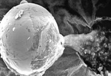 Semillas extraterrestres están contaminando nuestras siembras