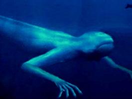 Ningen gigante
