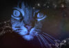 Gatos misteriosos
