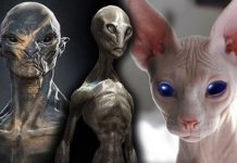 Teoría del origen extraterrestre de los gatos ¿fueron traídos a la tierra?