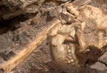 Nuevas especies de homínidos pueden haber sido encontradas en Sudáfrica